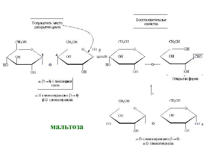 мальтоза