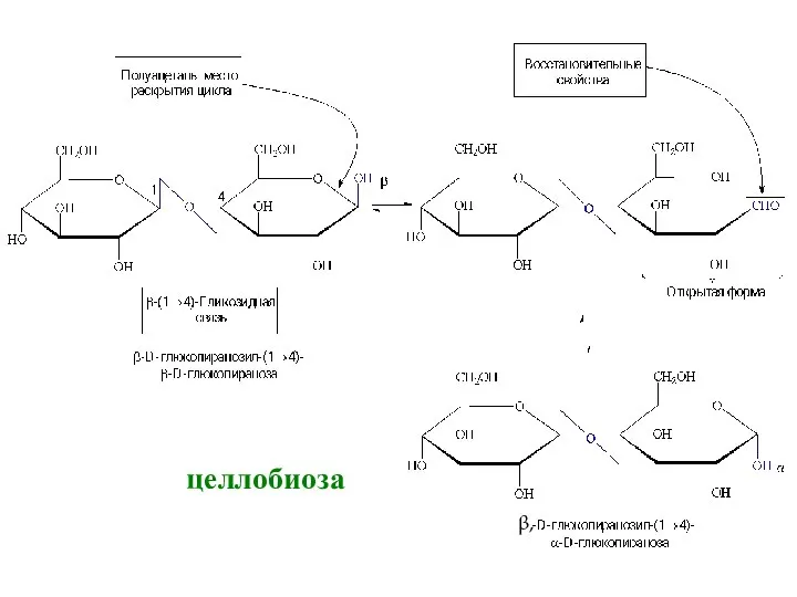 целлобиоза β,
