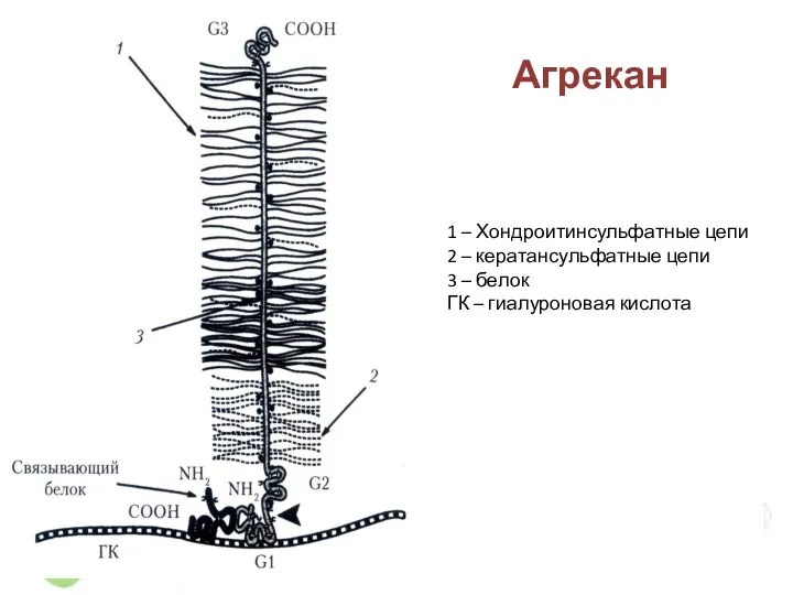 1 – Хондроитинсульфатные цепи 2 – кератансульфатные цепи 3 – белок ГК – гиалуроновая кислота Агрекан