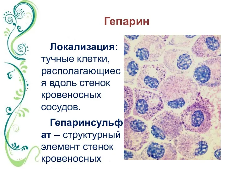 Гепарин Локализация: тучные клетки, располагающиеся вдоль стенок кровеносных сосудов. Гепаринсульфат – структурный элемент стенок кровеносных сосудов.