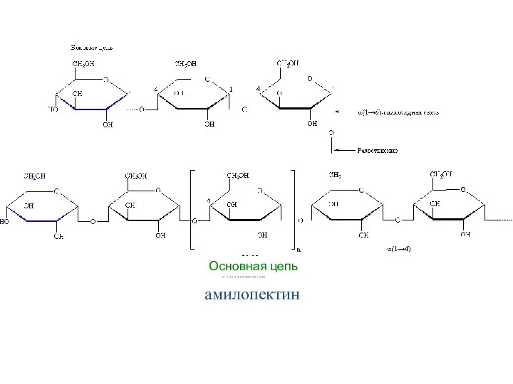 амилопектин Основная цепь