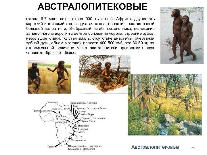 АВСТРАЛОПИТЕКОВЫЕ (около 6-7 млн. лет - около 900 тыс. лет). Африка.