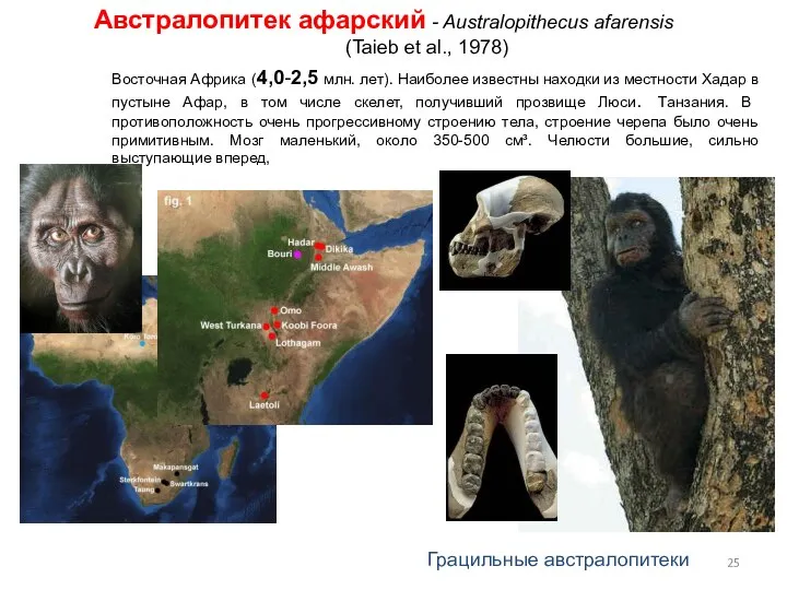 Австралопитек афарский - Australopithecus afarensis (Taieb et al., 1978) 3.5 million