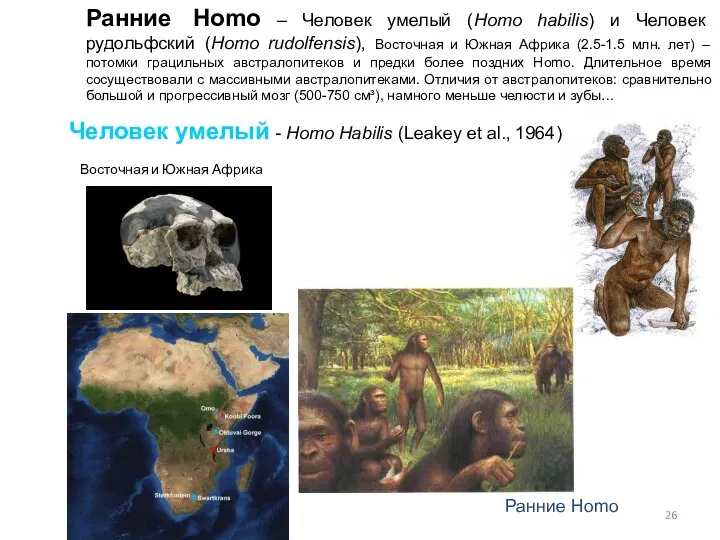 Человек умелый - Homo Habilis (Leakey et al., 1964) Ранние Homo