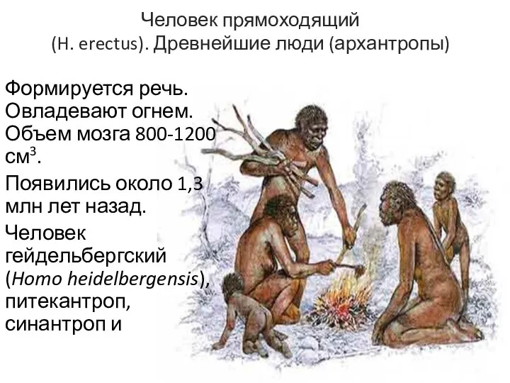 Человек прямоходящий (H. erectus). Древнейшие люди (архантропы) Формируется речь. Овладевают огнем.