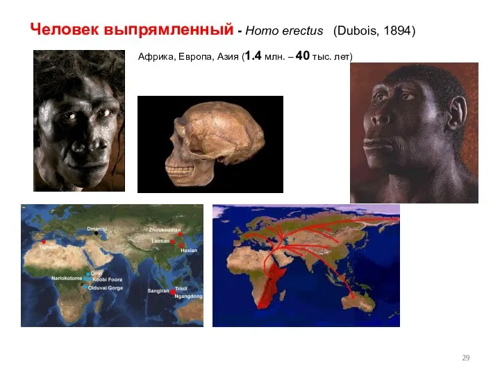 Человек выпрямленный - Homo erectus (Dubois, 1894) Африка, Европа, Азия (1.4 млн. – 40 тыс. лет)