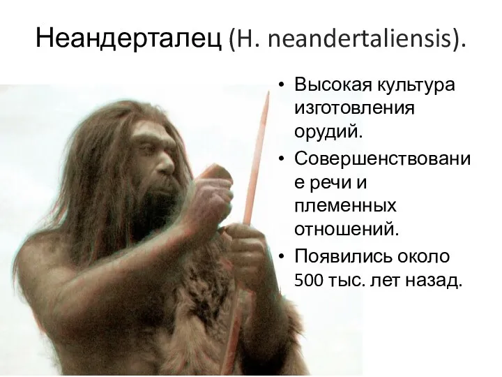 Неандерталец (H. neandertaliensis). Высокая культура изготовления орудий. Совершенствование речи и племенных
