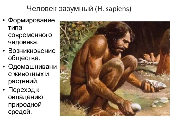 Человек разумный (H. sapiens) Формирование типа современного человека. Возникновение общества. Одомашнивание