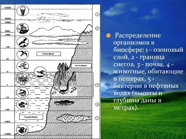 Распределение организмов в биосфере: 1 - озоновый слой, 2 - граница