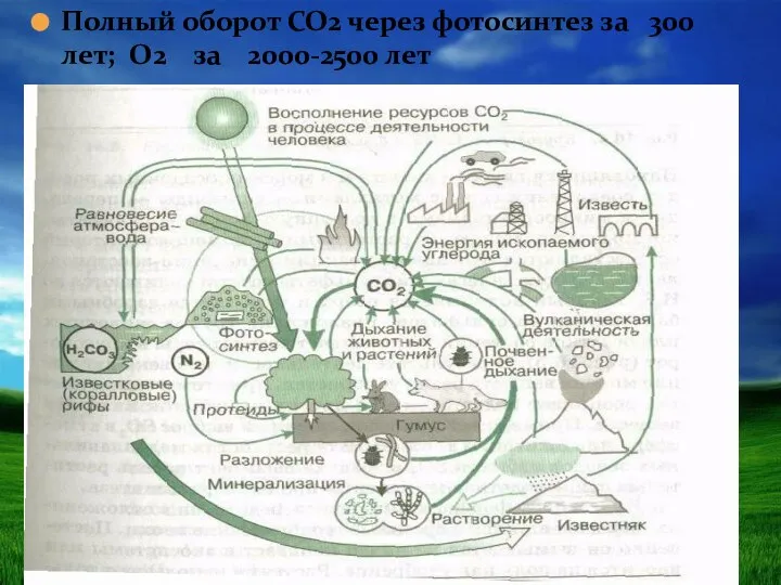 Полный оборот СО2 через фотосинтез за 300 лет; О2 за 2000-2500 лет