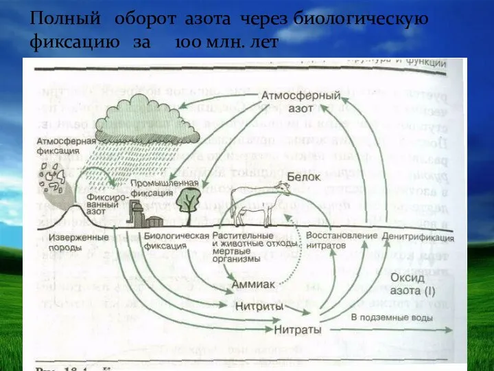 Полный оборот азота через биологическую фиксацию за 100 млн. лет