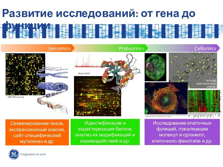 Развитие исследований: от гена до функции Genomics Секвенирование генов, экспрессионный анализ,