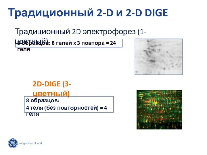 8 образцов: 8 гелей x 3 повтора = 24 геля 2D-DIGE