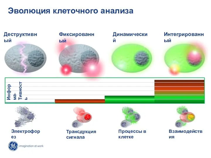 Эволюция клеточного анализа Деструктивный Электрофорез Фиксированный Трансдукция сигнала Динамический Процессы в клетке Интегрированный Взаимодействия Информа- Тивноcть