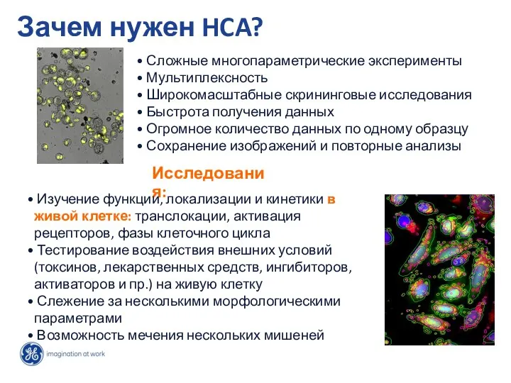 Зачем нужен HCA? Исследования: Изучение функции, локализации и кинетики в живой