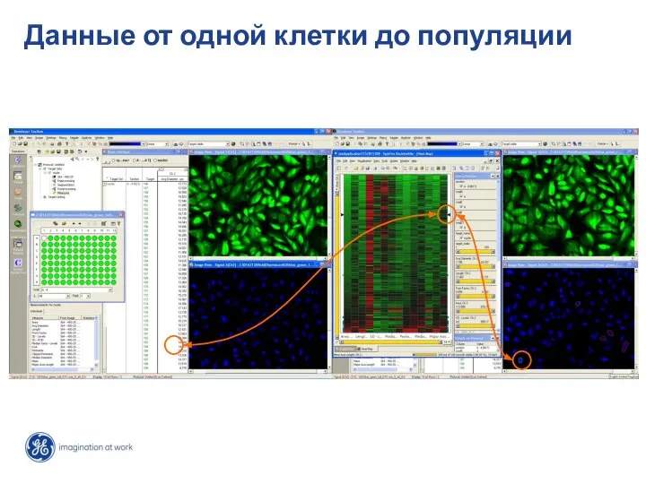 Данные от одной клетки до популяции