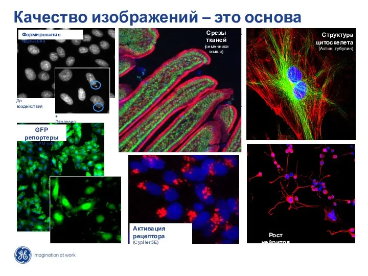 Качество изображений – это основа Формирование ядрышка Срезы тканей (семенники мыши)