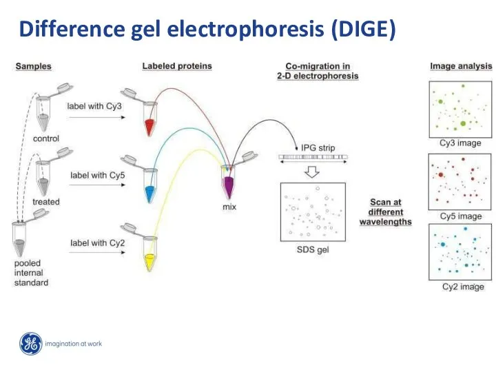 Difference gel electrophoresis (DIGE)