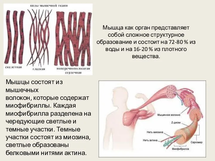 Мышца как орган представляет собой сложное структурное образование и состоит на