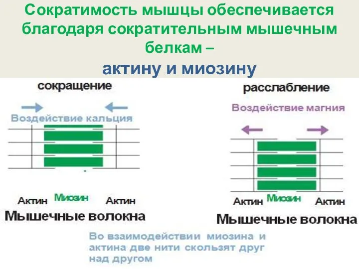 Сократимость мышцы обеспечивается благодаря сократительным мышечным белкам – актину и миозину