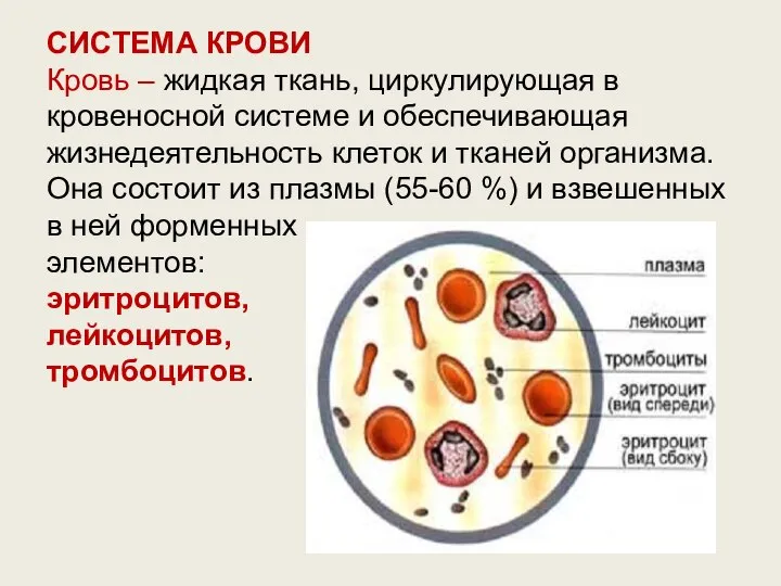 СИСТЕМА КРОВИ Кровь – жидкая ткань, циркулирующая в кровеносной системе и