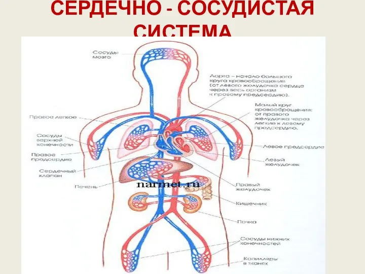 СЕРДЕЧНО - СОСУДИСТАЯ СИСТЕМА