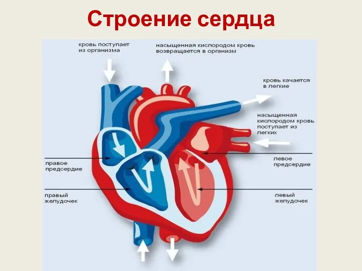 Строение сердца