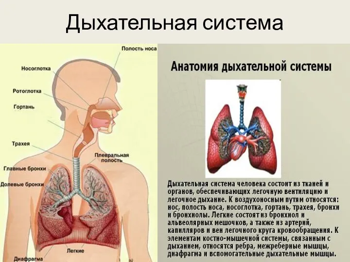 Дыхательная система