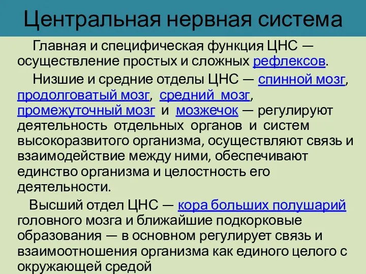 Центральная нервная система Главная и специфическая функция ЦНС — осуществление простых