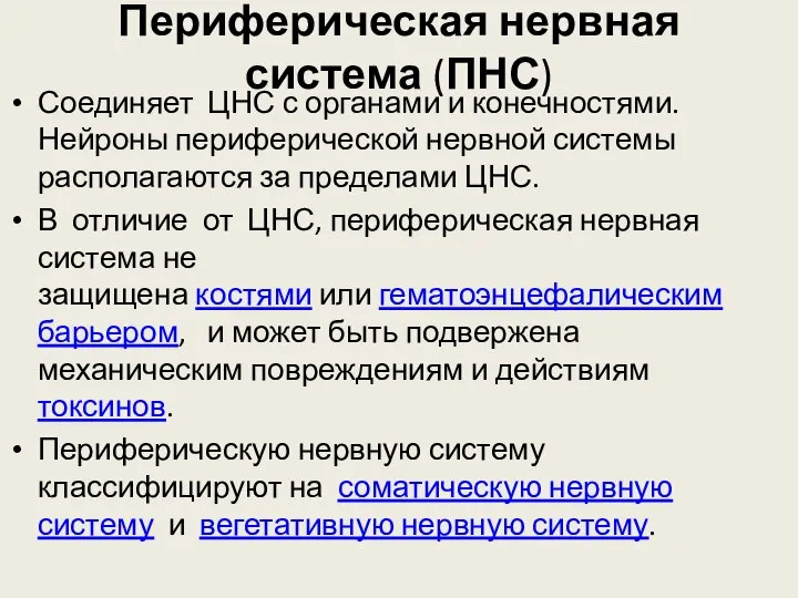 Периферическая нервная система (ПНС) Соединяет ЦНС с органами и конечностями. Нейроны