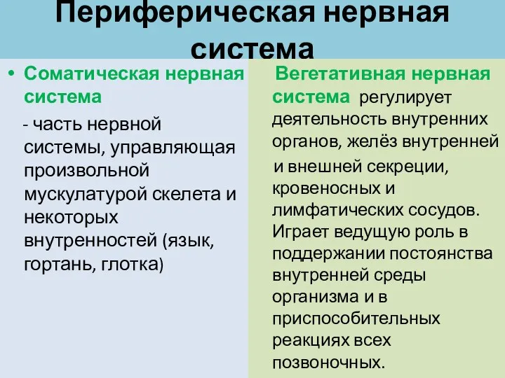 Периферическая нервная система Соматическая нервная система - часть нервной системы, управляющая