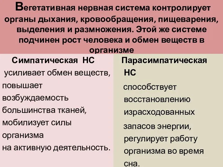 Вегетативная нервная система контролирует органы дыхания, кровообращения, пищеварения, выделения и размножения.