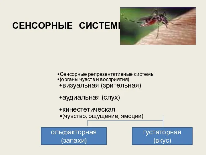 СЕНСОРНЫЕ СИСТЕМЫ Сенсорные репрезентативные системы (органы чувств и восприятия) визуальная (зрительная)