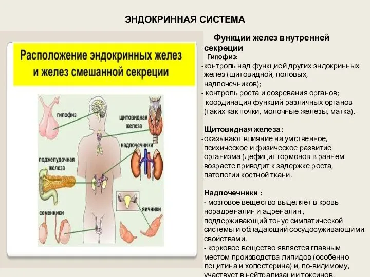 ЭНДОКРИННАЯ СИСТЕМА Функции желез внутренней секреции Гипофиз: контроль над функцией других