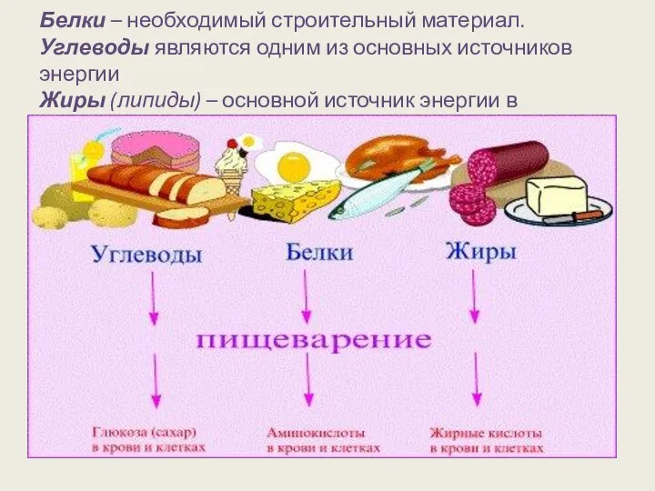 Белки – необходимый строительный материал. Углеводы являются одним из основных источников