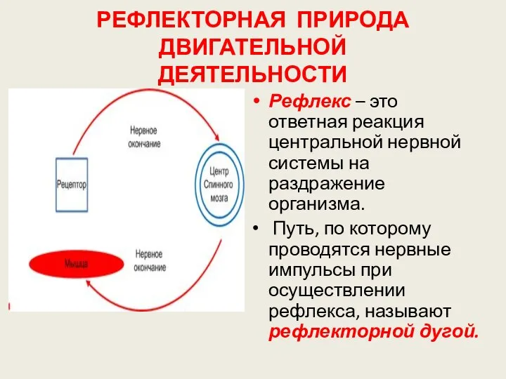 РЕФЛЕКТОРНАЯ ПРИРОДА ДВИГАТЕЛЬНОЙ ДЕЯТЕЛЬНОСТИ Рефлекс – это ответная реакция центральной нервной