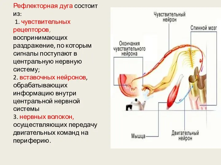 Рефлекторная дуга состоит из: 1. чувствительных рецепторов, воспринимающих раздражение, по которым