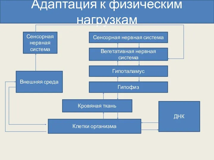 Адаптация к физическим нагрузкам Сенсорная нервная система Сенсорная нервная система Вегетативная