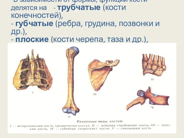 В зависимости от формы, функции кости делятся на - трубчатые (кости