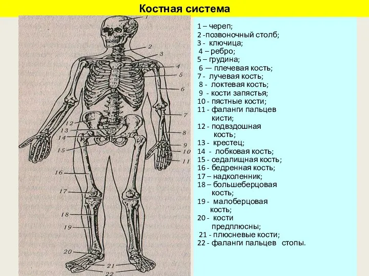 Костная система 1 – череп; 2 -позвоночный столб; 3 - ключица;