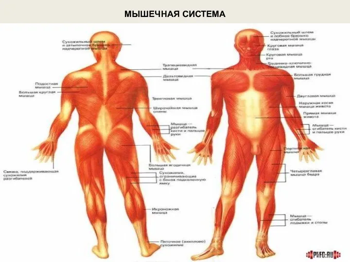 МЫШЕЧНАЯ СИСТЕМА