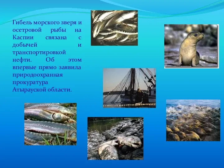 Гибель морского зверя и осетровой рыбы на Каспии связана с добычей