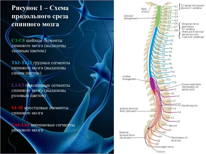 Рисунок 1 – Схема продольного среза спинного мозга C1-C8 шейные сегменты