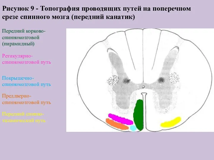 Рисунок 9 - Топография проводящих путей на поперечном срезе спинного мозга