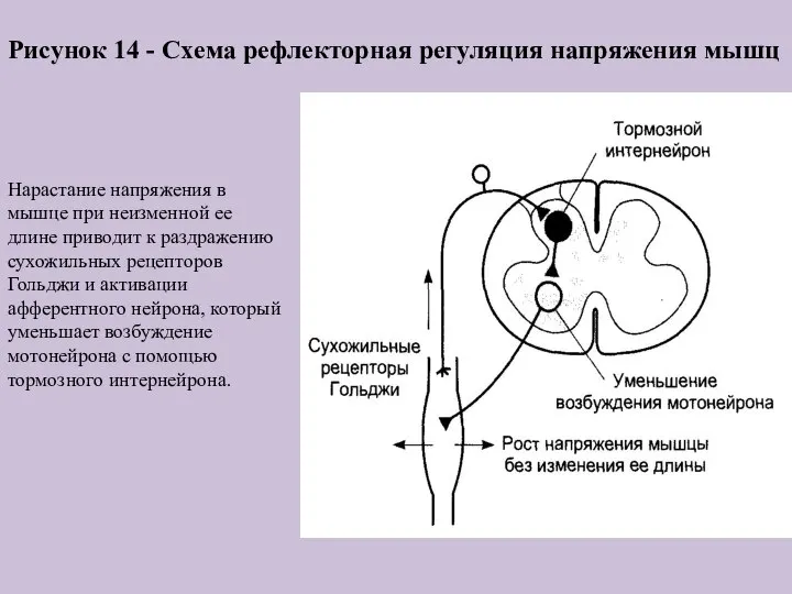 Рисунок 14 - Схема рефлекторная регуляция напряжения мышц Нарастание напряжения в