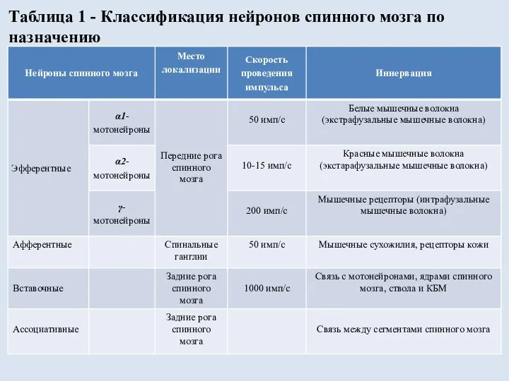 Таблица 1 - Классификация нейронов спинного мозга по назначению