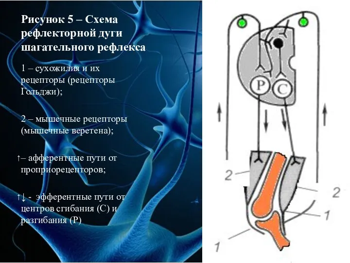 Рисунок 5 – Схема рефлекторной дуги шагательного рефлекса 1 – сухожилия