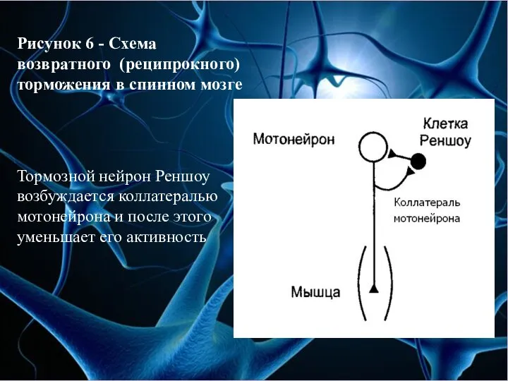 Рисунок 6 - Схема возвратного (реципрокного) торможения в спинном мозге Тормозной