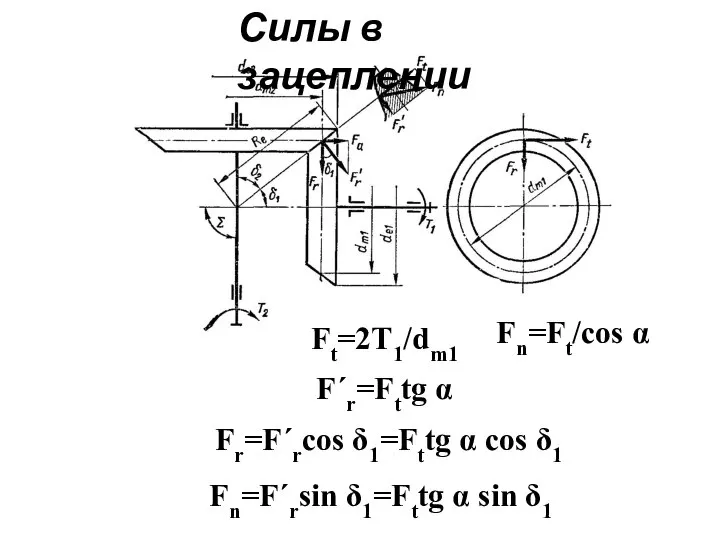 Силы в зацеплении Ft=2T1/dm1 Fn=Ft/cos α F΄r=Fttg α Fr=F΄rcos δ1=Fttg α