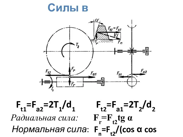 Силы в зацеплении Ft1=Fа2=2T1/d1 Ft2=Fа1=2T2/d2 Радиальная сила: Fr=Ft2tg α Нормальная сила: Fn=Ft2/(cos α cos γ)